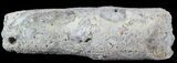 Fish Coprolite (Fossil Poo) - Kansas #49354-1